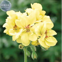 SEED Geranium &#39;Custard Cream&#39; Yellow Flower - £3.98 GBP