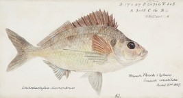 14526.Decor Poster print.Room art.Marine life drawing.Fish market wall design - £12.74 GBP+