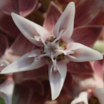 100 Pc Seeds Asclepias speciosa Flower, Greek Milkweed Seeds for Planting | RK - £16.78 GBP