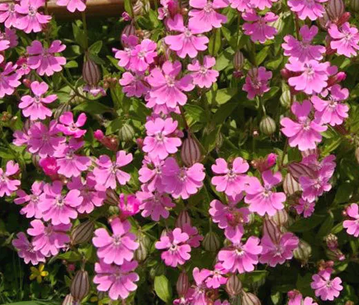 Catchfly Nodding Rose Triumph Silene Pendula 1000 Bulk Seeds Fresh Seeds - $39.98