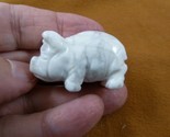 (Y-PIG-ST-584) White howlite PIG Piggy stone gemstone FIGURINE little PI... - $18.69