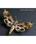 Pandora Sphinx Eumorpha Pandorus XL Real Moth Framed Entomology Shadowbox - $82.00