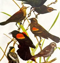 Red Winged Blackbirds Bobolink 1936 Bird Art Lithograph Color Plate Prin... - $39.99
