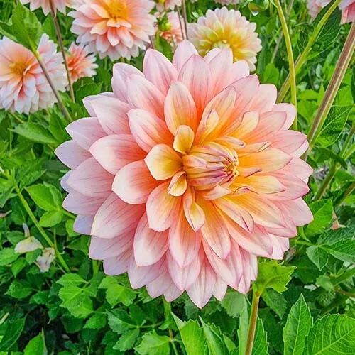 1 - Decorative Dahlia SHEER HEAVEN Flower Bulb Tuber Clump PRODUCTIVE PE... - $44.91 CAD