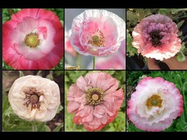 500 Shirley Poppy Giant Pack Of  Seeds+BUY 2 GET 1 FREE - £6.17 GBP