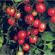 USA SELLER Mountain Belle Tomato Seeds Fast Shipping - £7.72 GBP