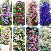 100Pcs Mixed 9 Types Of Clematis Seeds New Fresh Seeds USA - $12.72