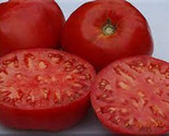 50 + seeds  Italian Heirloom Tomato Juicy Tomatoe Vegetable Garden Edibl... - $8.94