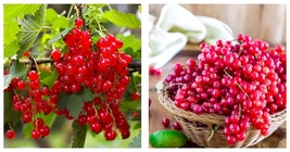 Red Currant Seeds Ribes Rubrum Easy to Seasons 100 Seeds  - $21.99