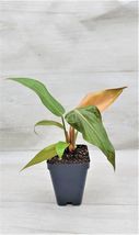 3&quot; Pot Philodendron Summer Glory, Philodendron Gloriosum Hybrid houseplant - $25.98