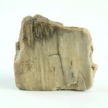 Petrified Wood South Dakota 1 lb 1.6 oz 3.5” x 4" x ~1" Wooden Rock Stone Fossil