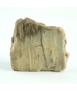 Petrified Wood South Dakota 1 lb 1.6 oz 3.5” x 4&quot; x ~1&quot; Wooden Rock Ston... - £20.77 GBP