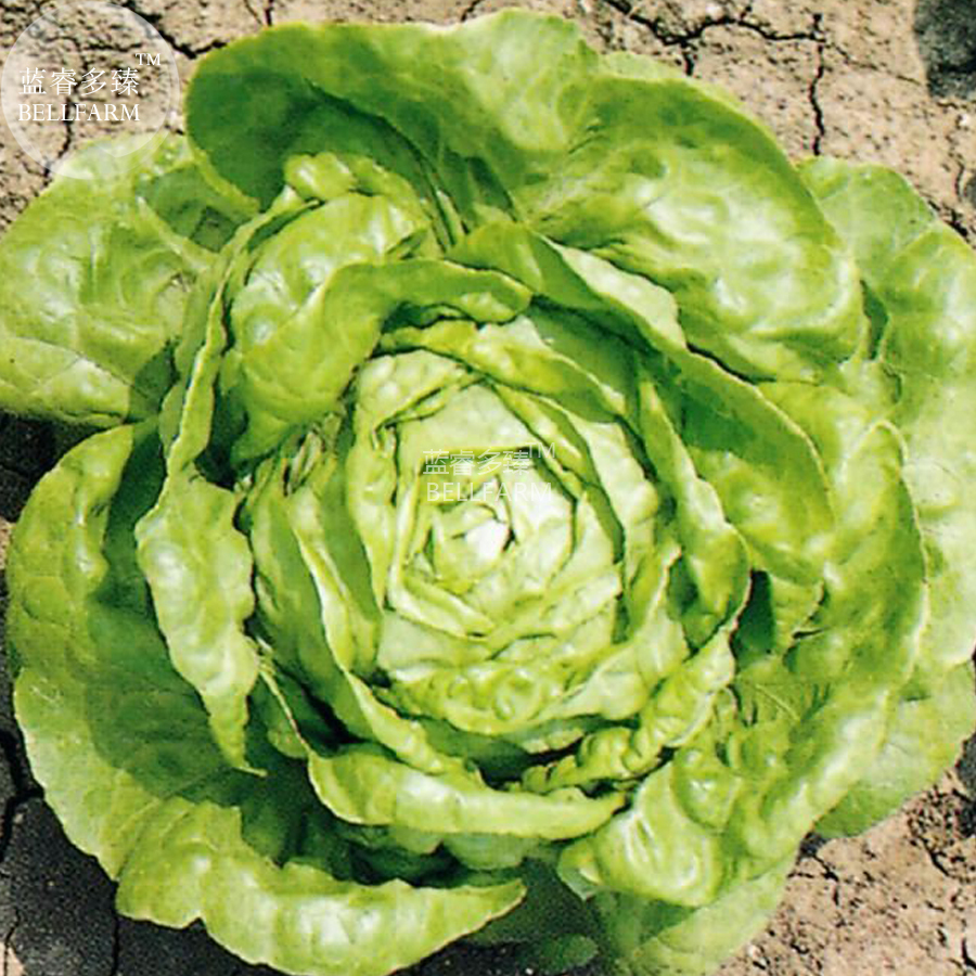Lettuce Winter Arctic King Seeds 500 Seeds Organic Vegetables Edible Bea... - $3.48