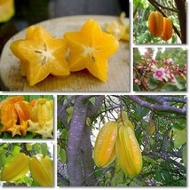 Carambola - 2 Types Available, 50 SEEDS D - $14.35