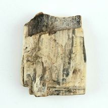 Petrified Wood 3.9 oz 2 3/4” x 2 3/8" x 5/8" Wooden Rock Stone Fossil image 4