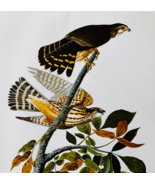1979 Merlin Or Pigeon Hawk Color Plate Print Audubon Birds Of America Ar... - $42.12 CAD