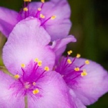 US Seller 30 Purple Tradescantia Soapwart Self Seeding Annual Flower Seeds Fast  - £11.46 GBP