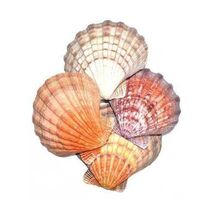 Item image 1 image 1