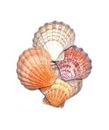 Lion Paw Shell Incense Burner - $8.63