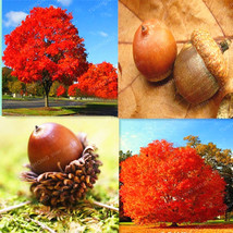 10PCS Rare Red Oak Tree Seeds Bonsai Seeds Quercus Alba Acorns Seeds For DIY Hom - £3.26 GBP