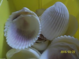 Ocean sea shell lot of 36 philipine cockel shells craft aquarium nautical - $18.99
