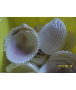 Ocean sea shell lot of 36 philipine cockel shells craft aquarium nautical - £15.00 GBP