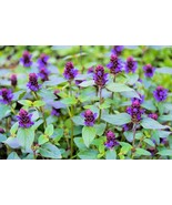 Heal All Seeds Self Heal Dragon Head Heart Of The Earth Fast Grow - $14.63 CAD