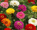 California Giant Zinnia Flower Seeds 100 Mixed Colors Annual Fast Shipping - £7.10 GBP