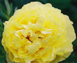 New &#39;Huang Huakui&#39; Golden Yellow Peony, Decorative Garden Flower Seeds - $30.00