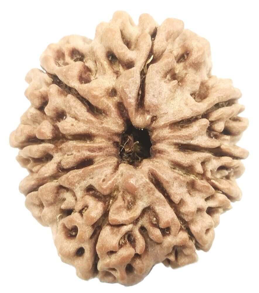 Natural 9 Mukhi Rudraksha - Nepal - IGL Certified - $113.85