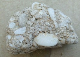 Natural MINERAL Rough Raw Mediterranean Beach Israel Strange Shells Ston... - $3.92