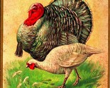 Good Wishes For Thanksgiving Turkeys Embossed 1908 DB Postcard - $6.20