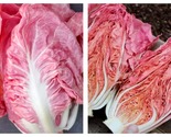 50 Seeds Pink Lettuce Mantovano Radicchio Cichorium intybus Garden - £27.47 GBP