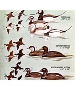 Ducks Scoters Squaw Varieties And Types 1966 Color Bird Art Print Nature... - $19.99