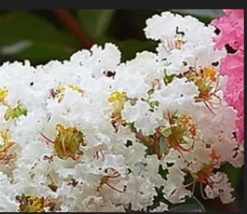 Mixed Crepe Myrtle Tree Shrub Crape Lilac Flower 50Seeds - £9.58 GBP