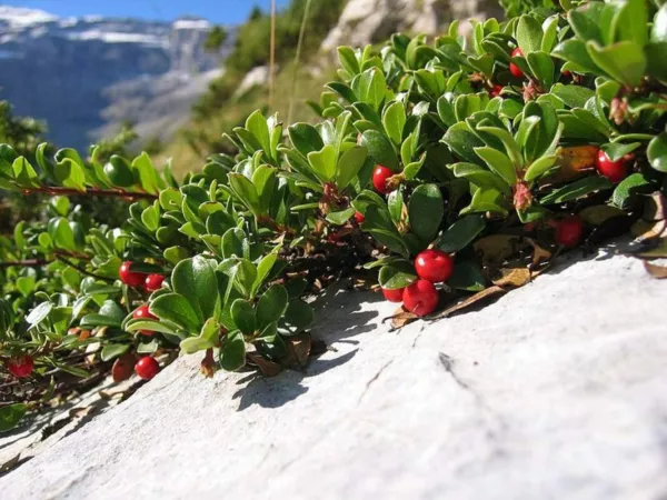 15 Bearberry Seeds For Planting Attractive Fruit Bearing Ground Cover Plant Usa  - £15.92 GBP