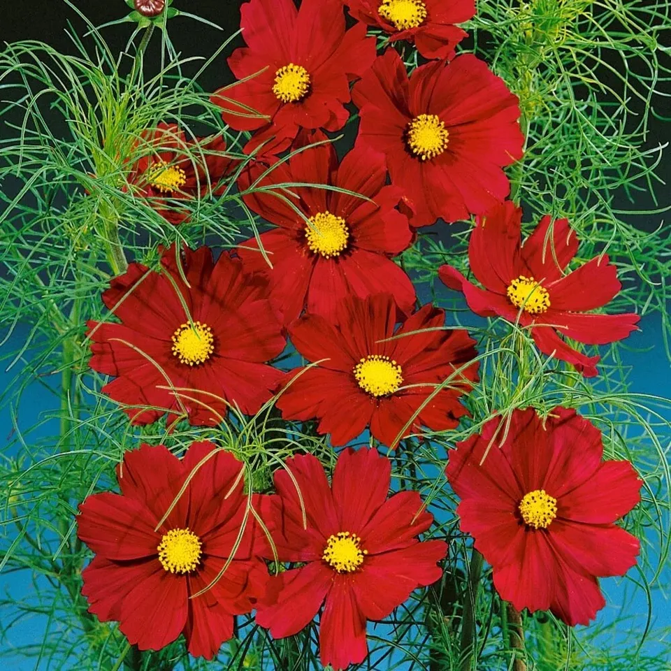 50 Dazzler Cosmos Flower Seeds USA Seller - £6.56 GBP