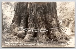 Largest Tree In Muir Woods Nat&#39;l Monument California RPPC Photo Postcard X21 - £7.95 GBP