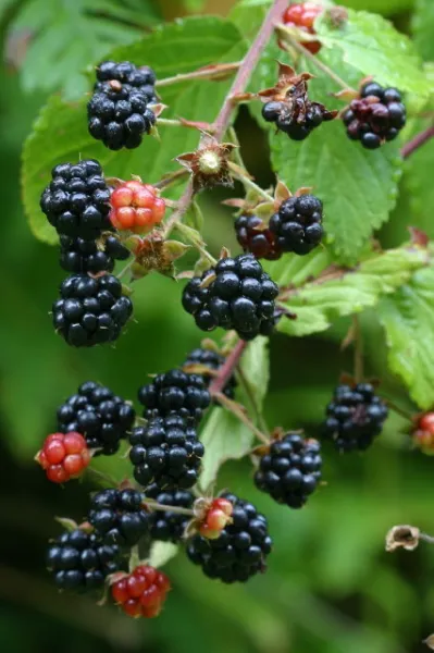 Rubus Alleghaniensis Blackberry Fruit Seeds USA Seller - £14.09 GBP