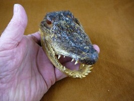 G-Def-274) 4-1/8&quot; Deformed Gator Alligator Head Jaw Teeth Taxidermy Weird Gators - £31.11 GBP