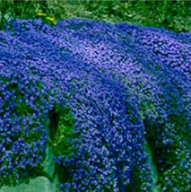 PWO Creeping Blue Thyme Blue Rock Cress Perennial Ground Cover Flower 500 +  See - £5.66 GBP