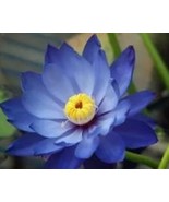 Heirloom Mixed Pink Rose Red Blue Orange Lotus Nelumbo Nucifera Flower 5... - €7,55 EUR