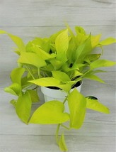 AWS Pothos Neon -epipremnum aureum, Epipremnum Pinnatum live Plant-in 6&quot;... - £39.16 GBP