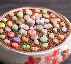 1000 Of Lithops Mixed Seeds - £57.67 GBP