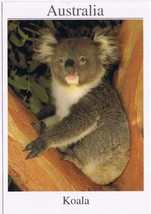 Postcard Australia Koala Bear ~ 5 x 7 - £2.83 GBP