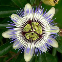 10 Blue Crown Passion Flower Passion Fruit Passiflora Caerulea Fruit Flower Vine - $7.45