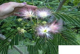 Mimosa Tree Pink &amp; White Sweet Smelling Wild Flowering Tree 10 Seeds Gar... - $8.97