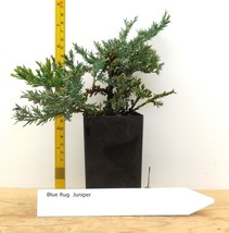 Blue Rug Juniper Juniperus Horizontalis ‘Wiltonii’ Spreading Evergreen - $47.90