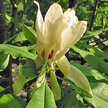 Magnolia Tripetala Umbrella Magnolia 10 Seeds Garden - $27.20