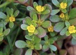 200 Purslane   From US - £6.18 GBP